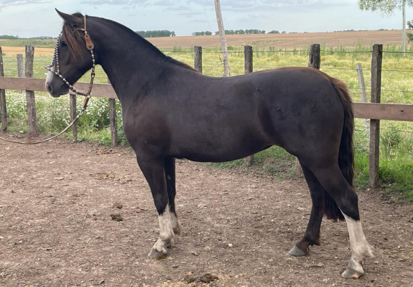 Lote PACIFICA 1625