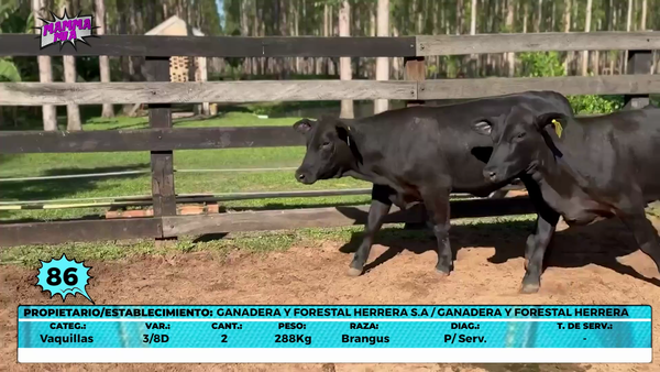 Lote LOTE 86- EN VIVO