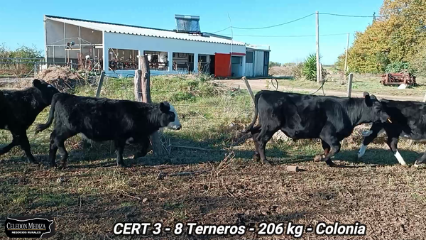 Lote 8 Terneros en Colonia
