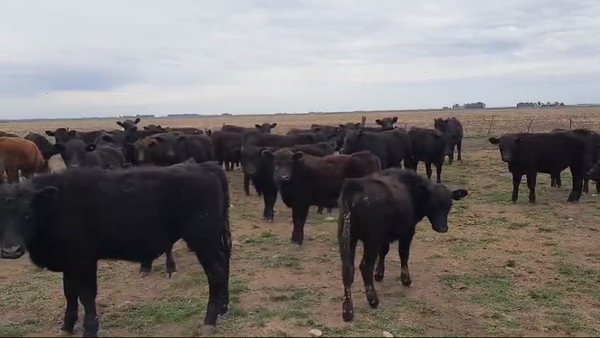 Lote 68 Terneros/as en Benito Juárez, Buenos Aires