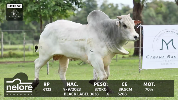 Lote LOTE 52