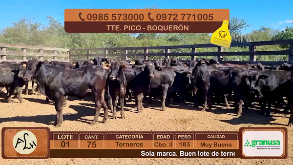 Lote Terneros Cbo 3