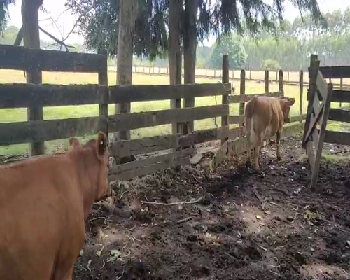 Lote 21 Novillo Engorda en Máfil, XIV Región Los Ríos