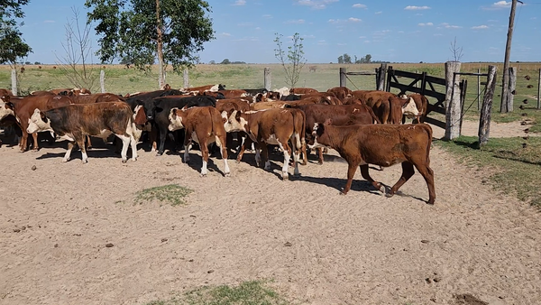 Lote 70 Terneros/as en Esquina, Corrientes