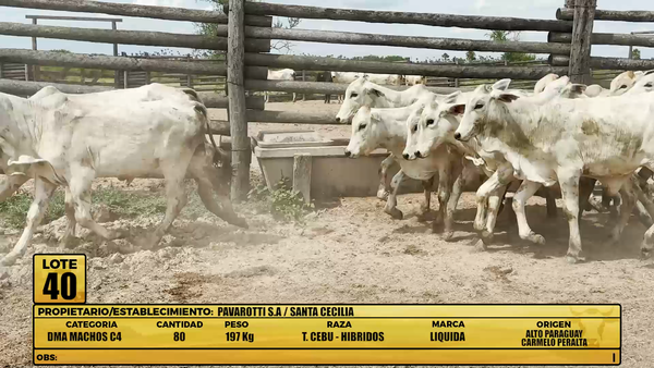 Lote LOTE 40