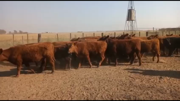 Lote 70 Terneros en Christophersen, Santa Fe