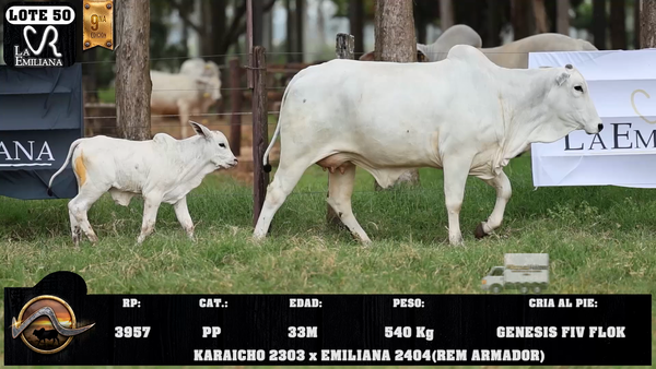 Lote LOTE 50