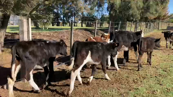 Lote 17 Terneros/as cruzas