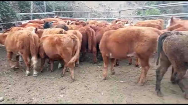 Lote 59 Ternera en Puchuncaví, V  Región Valparaíso