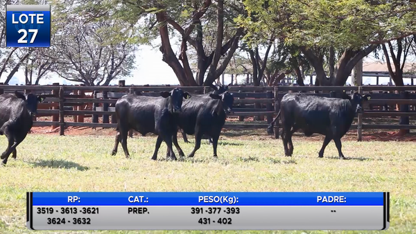 Lote VAQUILLAS BRANGUS PREÑADAS  -LOTE 27