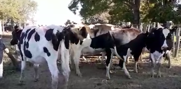 Lote 5 Vaquillonas en Suipacha, Buenos Aires