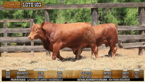 Lote LOTE 163