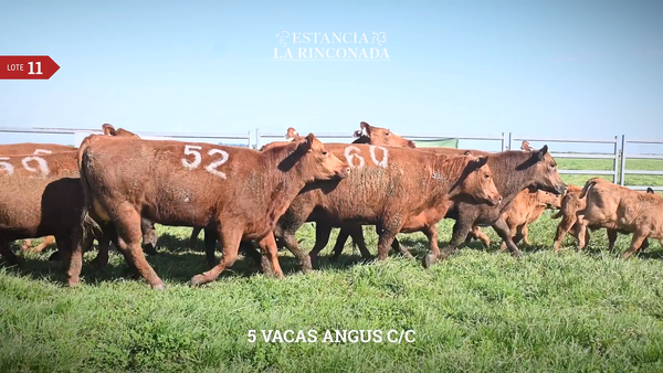 Lote VACAS ANGUS C