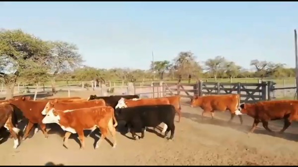 Lote 75 Terneros en Curuzú-Cuatiá, Corrientes