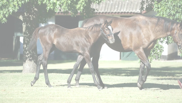 Lote WARDA EL OSCURO (PLATINUM WARRIOR -  CLARA OSCURA)