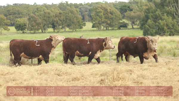 Lote ORDEN 24 TOROS DE LOTES