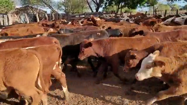Lote 520 Terneros en Perugorría, Corrientes
