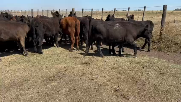 Lote 120 Terneras en Azul