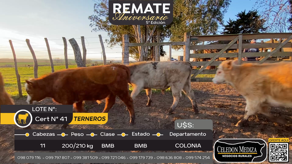 Lote 11 Terneros en La Horqueta, Colonia