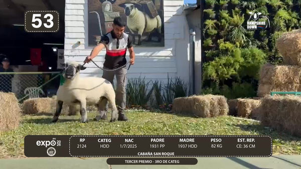 Lote LOTE 53 - BOZAL