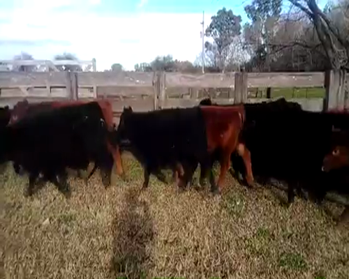 Lote 25 Terneros de 170Kg en Estación Ferrarien Buenos Aires