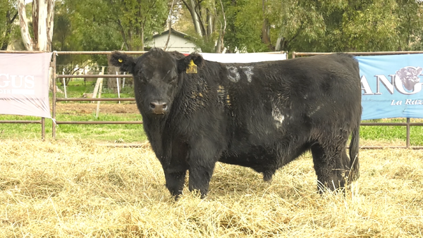 Lote TOROS ANGUS NEGROS  PC