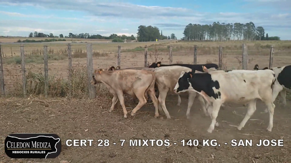 Lote 7 Terneros y Terneras en San José