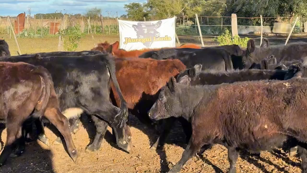 Lote 102 Terneras