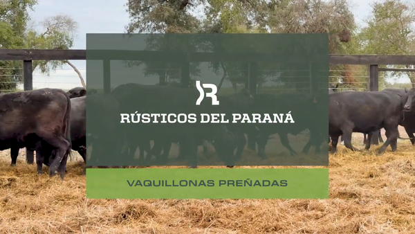Lote VAQ. PREÑADAS GENERALES