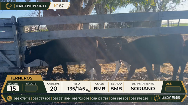 Lote 20 Terneros en Colonia