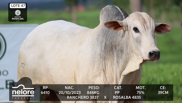 Lote LOTE 47