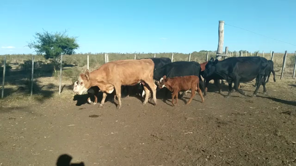 Lote (Vendido)10 Piezas de cría CRUZAS - HEREFORD/ BRADFORD en CARDONA