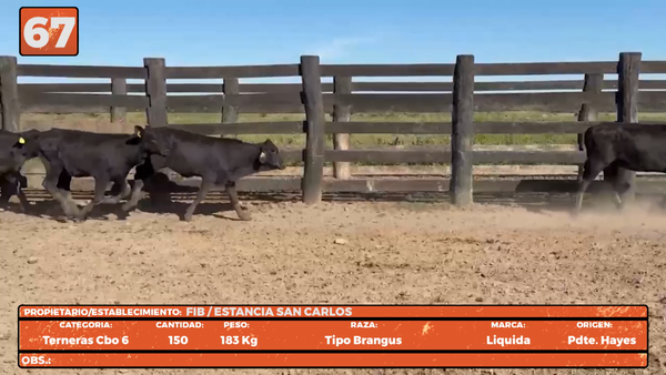 Lote LOTE 67