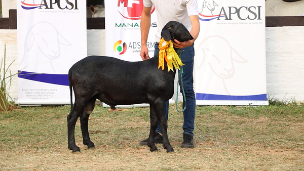 Lote Lote 23 - Ovinos