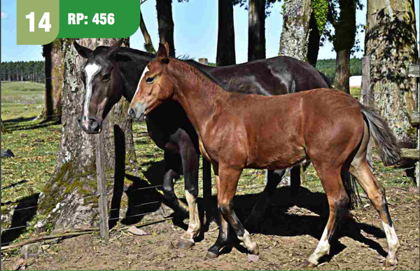Lote ESPOLETA CUARTEADOR