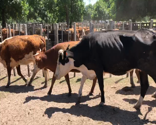 Lote 11 Vacas preñadas en Cerro Largo, Cerro Largo