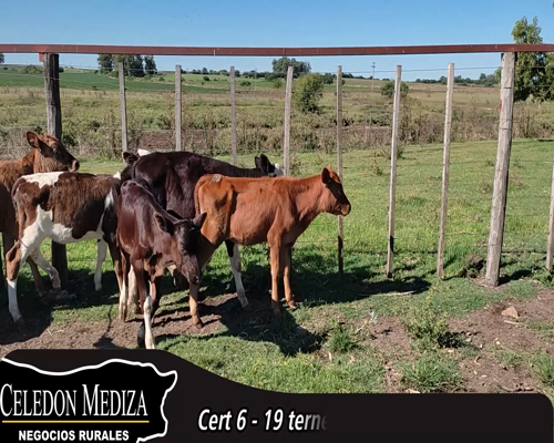 Lote (Vendido)19 Terneros y Terneras 8 AA X HO,  3 AA X HO,  4 NO X HO,  4 HO 74kg - , Colonia