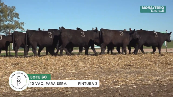 Lote "TRES MOLINOS" VAQUILLAS Para Servicio