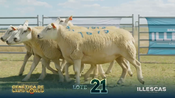 Lote LOTE 21