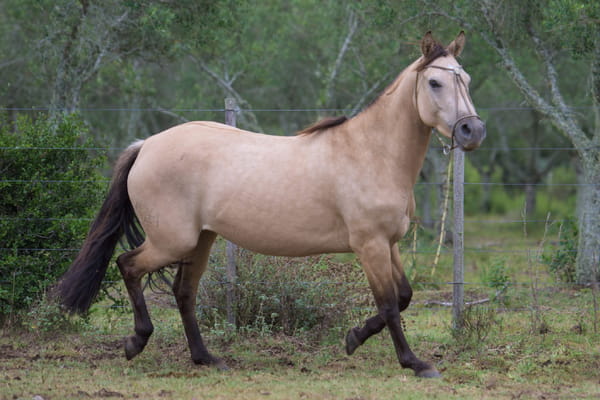 Lote Rivera del Mavial