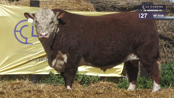 X838 — TORO P. HEREFORD PURO PEDIGREE