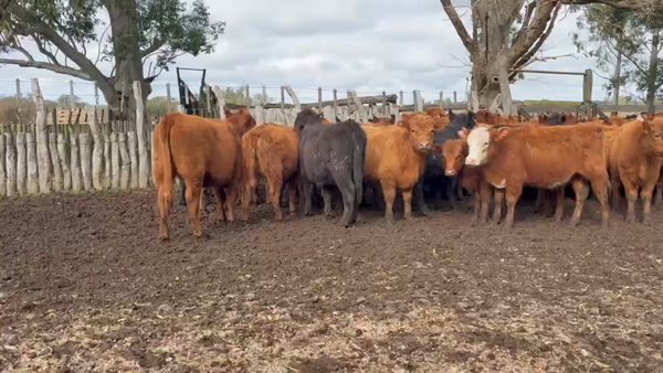 Lote 90 Terneras