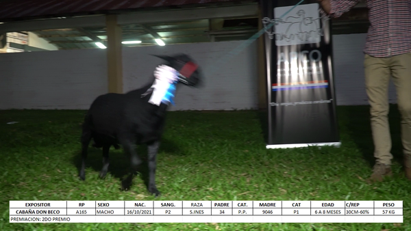 Lote Santa Inés Expo Internacional 2022 - Lote 38