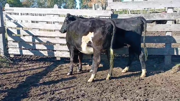 Lote 2 Vaquillonas  450kg - , San José