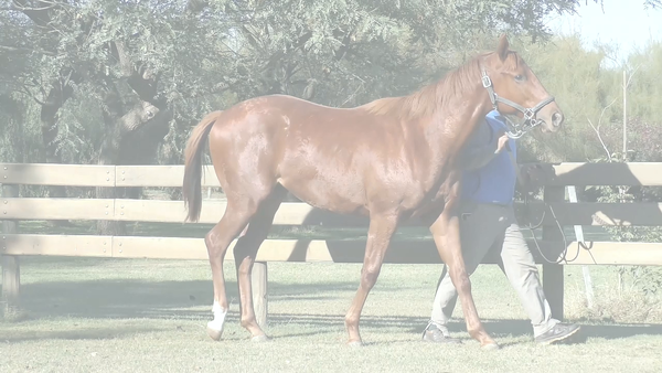 Lote TE DIGO MAS (COSMIC TRIGGER -  EVERLOVING)