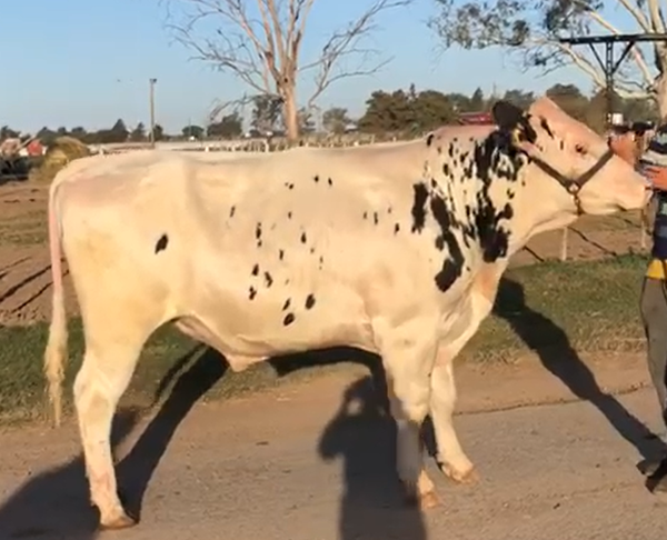 Lote Boyscau Jamaica Montana