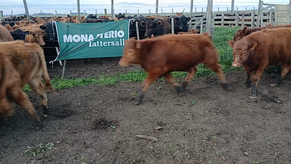 Lote 37 Terneros/as