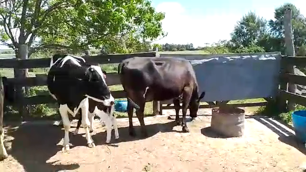 Lote 3 Vaquillonas 1 a 2 años HOLANDO KIWI, San José