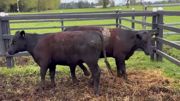 Lote 2 Vaquilla Encaste