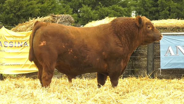 2448C* — TOROS A. ANGUS PURO PEDIGREE
